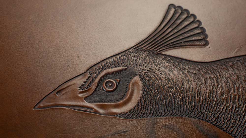 peacock